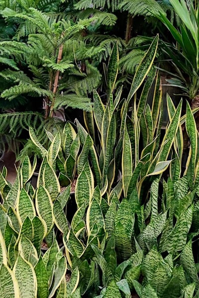 Snake plant and dracaena in modern indoor setting